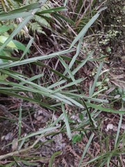 Carmichaelia australis