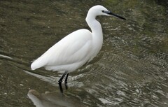 Egretta garzetta garzetta