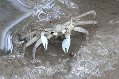 Macrophthalmus pacificus