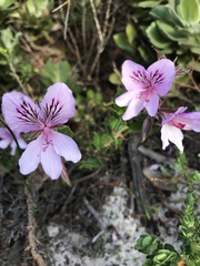 Pelargonium betulinum