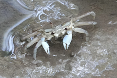 Macrophthalmus pacificus