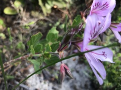 Pelargonium betulinum