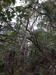 Carmichaelia australis