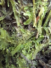 Lophocolea semiteres