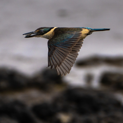 Todiramphus sanctus vagans