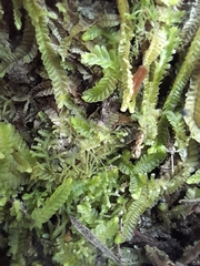 Lophocolea semiteres