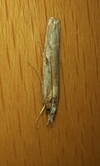 Agriphila geniculea