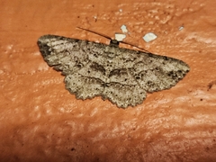 Melanolophia signataria