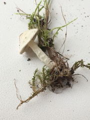 Cystoderma carcharias