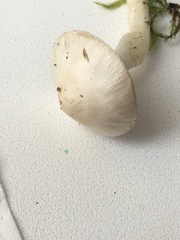 Cystoderma carcharias