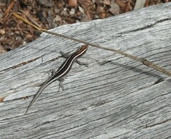 Cryptoblepharus pulcher
