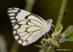 Belenois aurota
