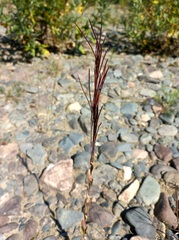 Arabis sagittata borealis