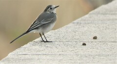 Motacilla alba alba