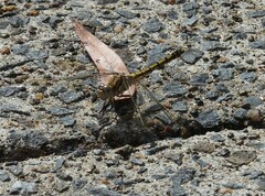 Orthetrum caledonicum