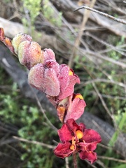 Chasmanthe aethiopica