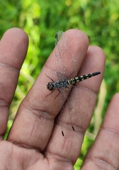 Brachydiplax sobrina