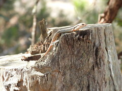 Concinnia tenuis