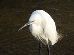 Egretta garzetta garzetta