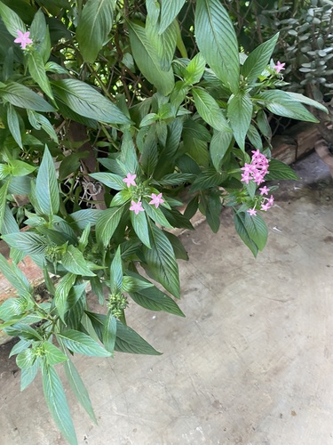 Pentas lanceolata