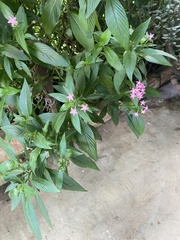 Pentas lanceolata