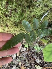Blechnum procerum