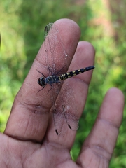 Brachydiplax sobrina