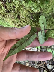 Blechnum procerum