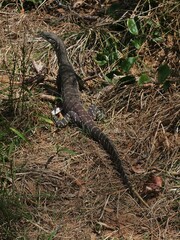 Varanus gouldii