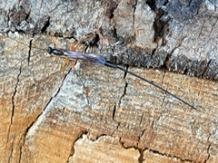 Pimpla rufipes