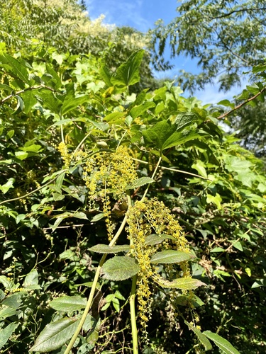 Dioscorea quinquelobata, photograph 2