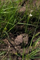 Kohautia amatymbica
