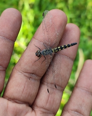 Brachydiplax sobrina