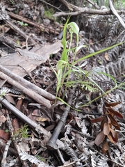 Pterostylis agathicola