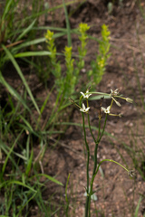 Kohautia amatymbica