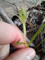Pterostylis agathicola