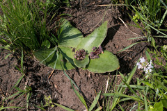 Ledebouria ovatifolia ovatifolia