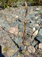 Arabis sagittata borealis