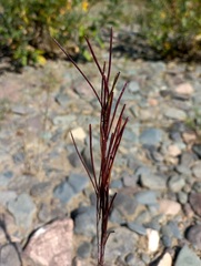 Arabis sagittata borealis