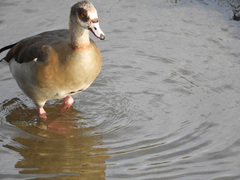 Alopochen aegyptiaca