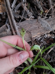 Pterostylis agathicola