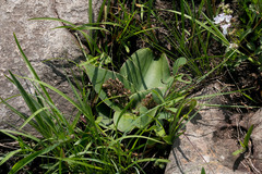 Ledebouria ovatifolia ovatifolia