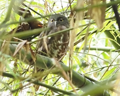 Ninox scutulata