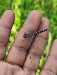 Brachydiplax sobrina