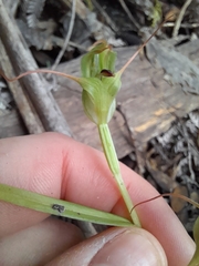 Pterostylis agathicola