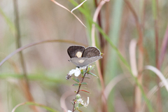 Candalides xanthospilos