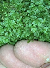 Hymenophyllum minimum