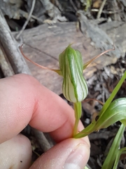 Pterostylis agathicola