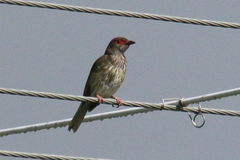 Sphecotheres vieilloti