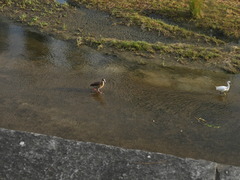 Egretta garzetta garzetta